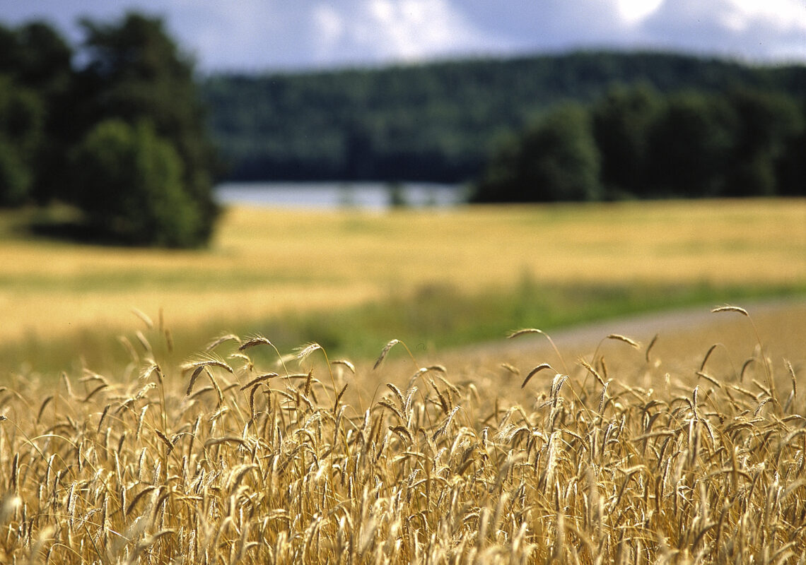 viljankuivurin etäseuranta